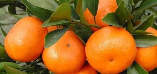 50-Pcs-Mini-Potted-Edible-Fruit-font-b-Seeds-b-font-Bonsai-font-b-Orange-b.jpg
