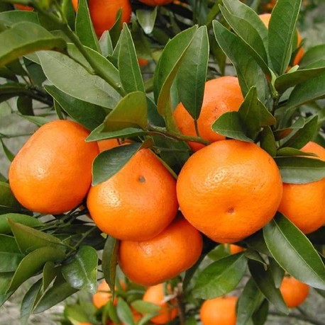 50-Pcs-Mini-Potted-Edible-Fruit-font-b-Seeds-b-font-Bonsai-font-b-Orange-b.jpg