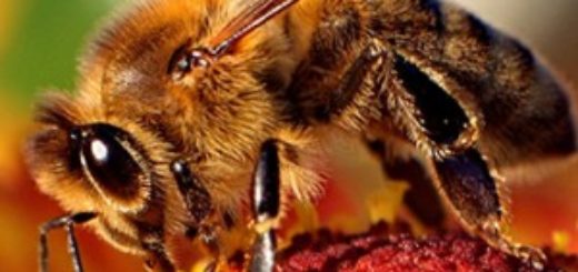 Bee-death-studies-300x257.jpg