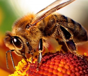Bee-death-studies-300x257.jpg