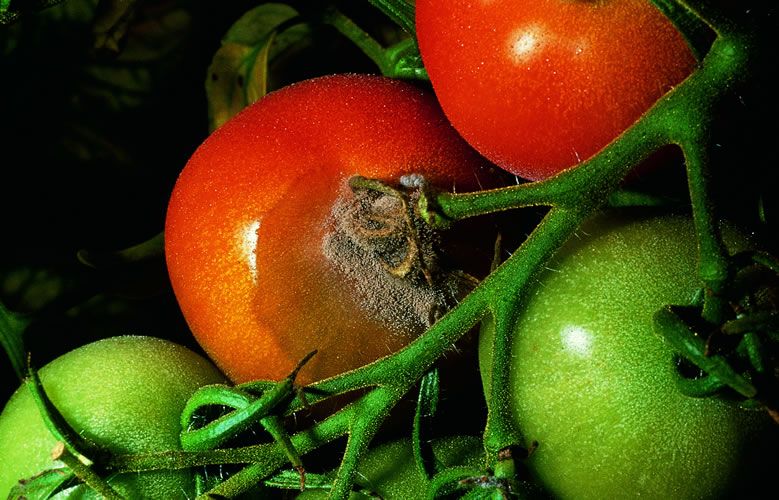 putregai-cenusiu-tomate-2.jpg