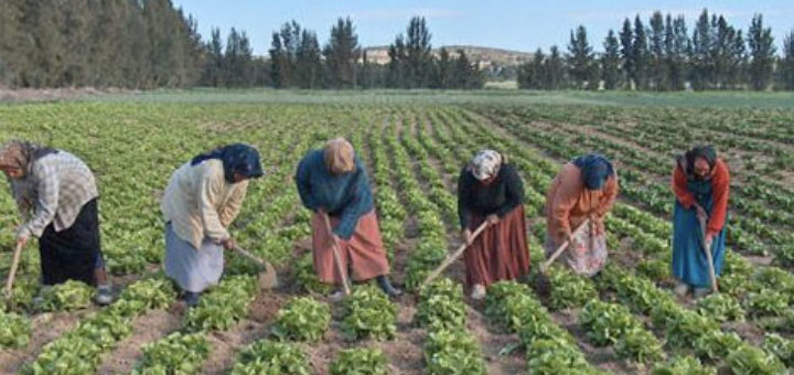 agriculture_tunisie.jpg