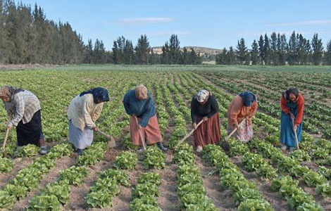 agriculture_tunisie.jpg