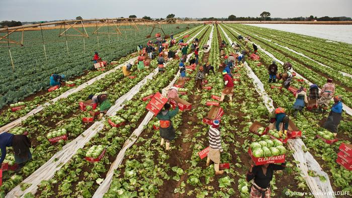 agriculture_afrique.jpg