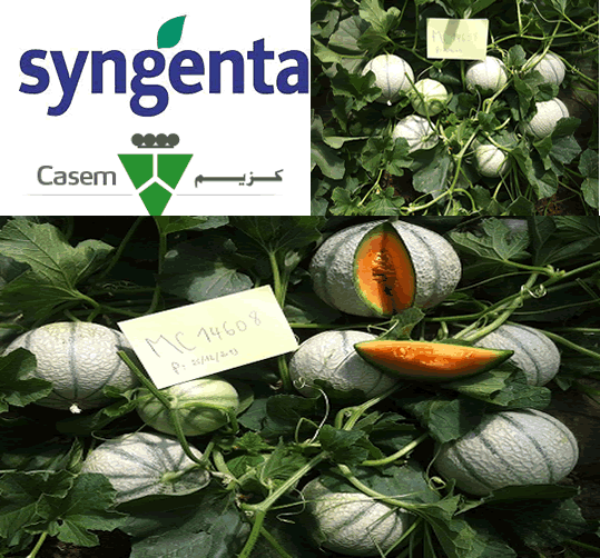 casem_syngenta_novitus.gif