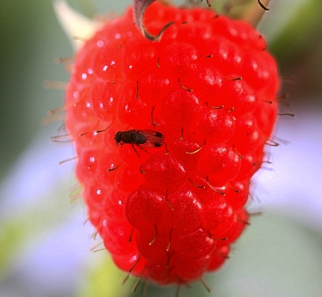 drosophila_suzukii_fruit.jpg