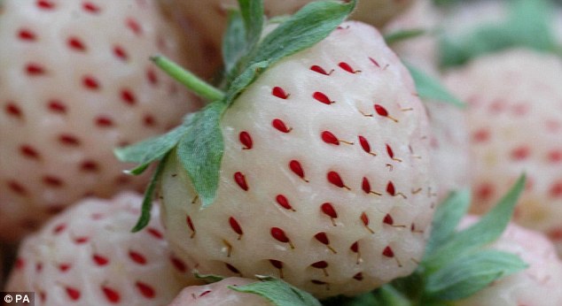 pineberry.jpg