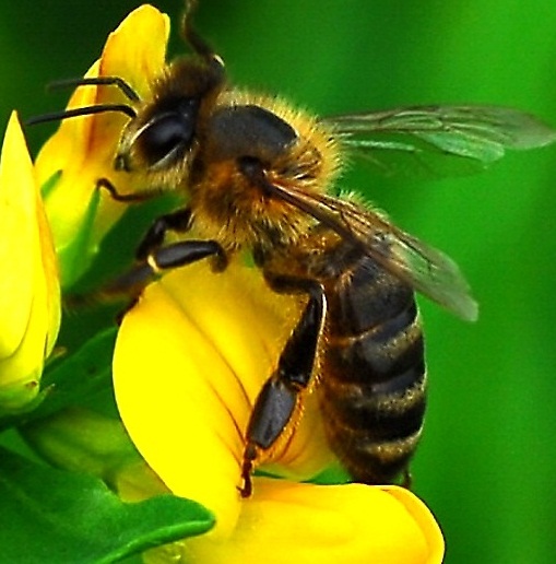 abeille_2.jpg