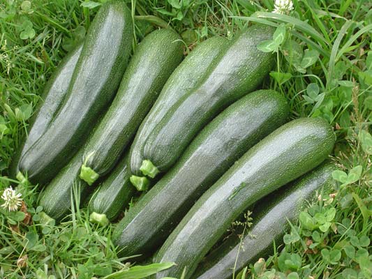 courgette.jpg