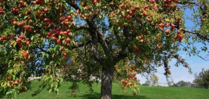 le_pommier_marocain.jpg