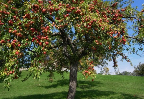 le_pommier_marocain.jpg