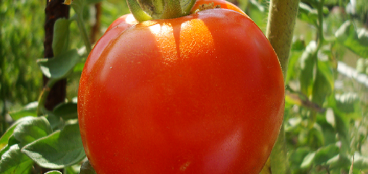 tomate.png