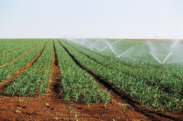 agriculture_tunisie.jpg