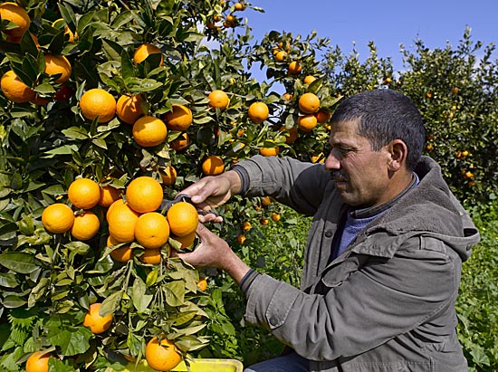 agrumes_tunisie.jpg