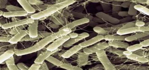 bacillus_amyloliquefaciens.jpg