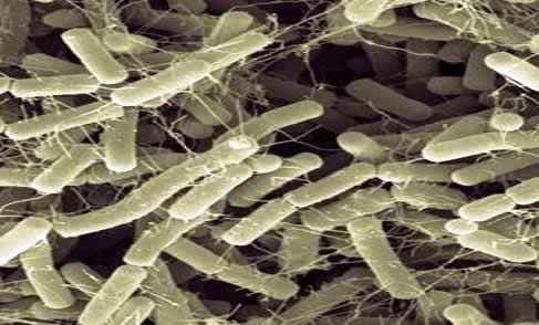 bacillus_amyloliquefaciens.jpg