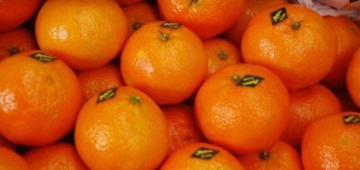 clementine_maroc.jpg