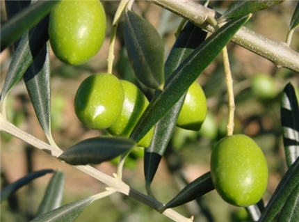 olives.jpg