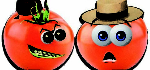 tomate-maroc.jpg