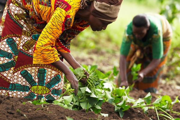 agriculture_afrique.jpg