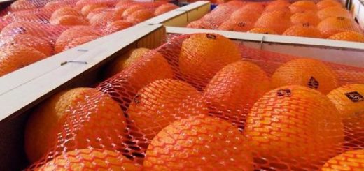 clementines_maroc.jpg