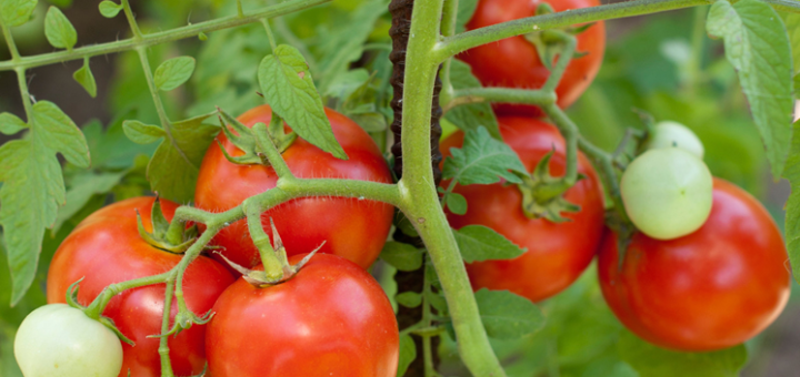 comment-cultiver-des-tomates.png