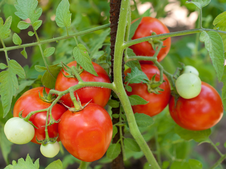 comment-cultiver-des-tomates.png