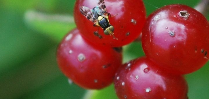 mouche-de-la-cerise-rhagoletis-cerasi-diptera-tephritidae.jpg