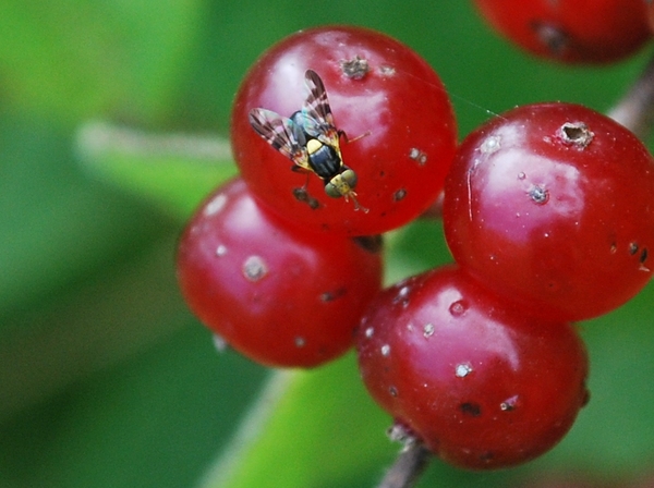 mouche-de-la-cerise-rhagoletis-cerasi-diptera-tephritidae.jpg