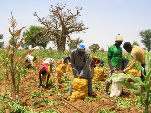 senegal_horticulture.jpg