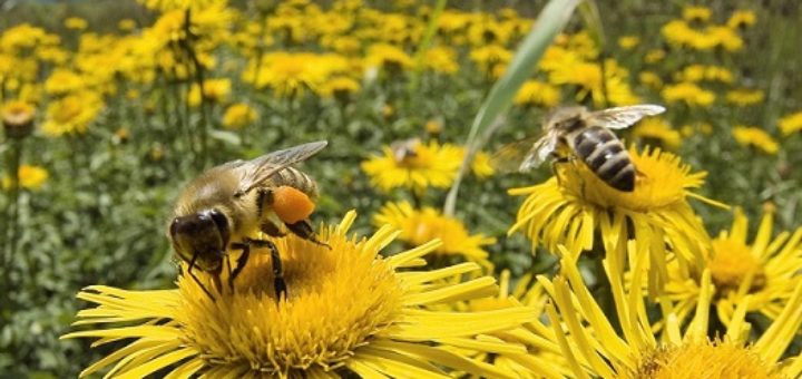 abeillesfleur.jpg