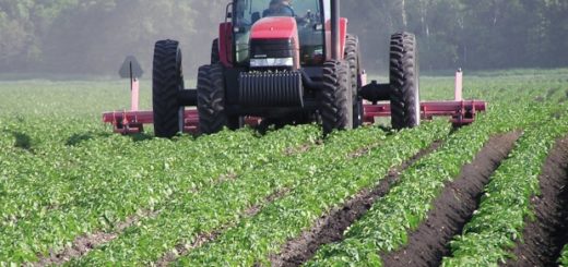 agriculture_tunisie.jpg