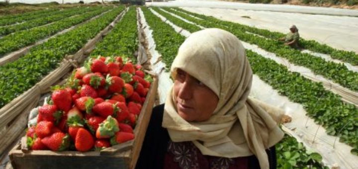 strawberry-gaza.jpg