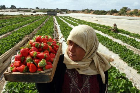 strawberry-gaza.jpg