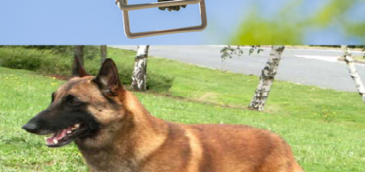 drone_et_chien.png