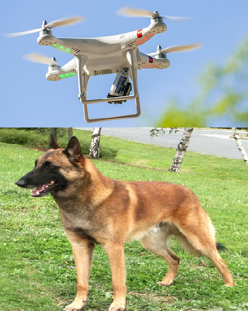 drone_et_chien.png