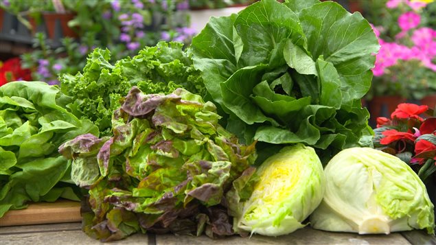 legumes-feuilles.jpg