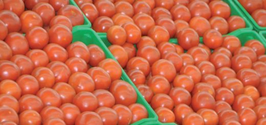 exportation-de-tomates.jpg