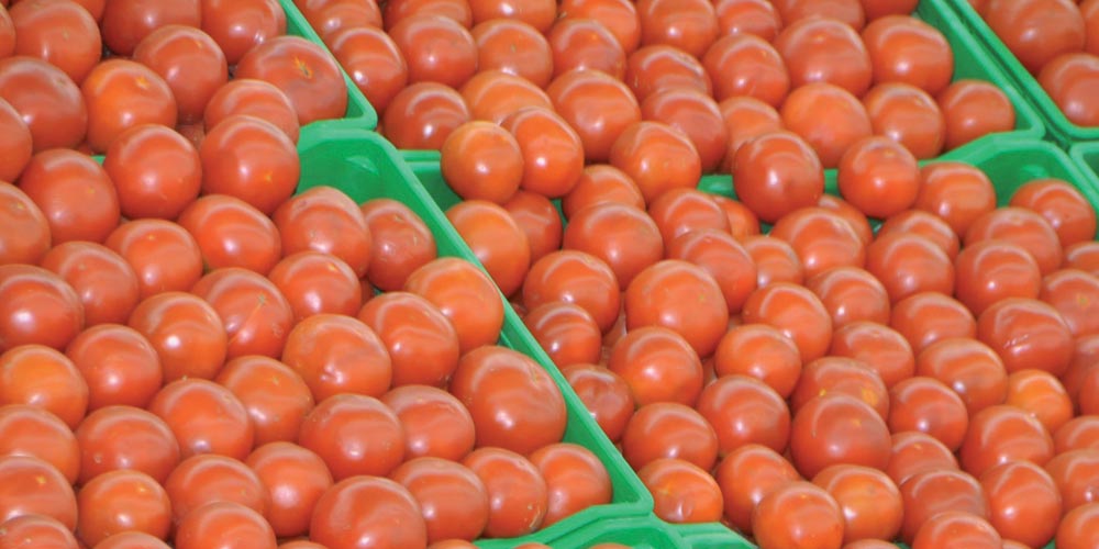 exportation-de-tomates.jpg