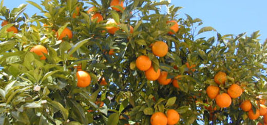 orangers.jpg