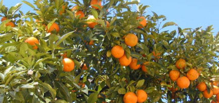orangers.jpg