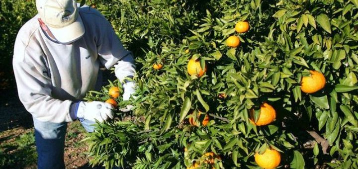 agricultor-recoge-naranjas-huerto_ecdima20141209_0003_26.jpg