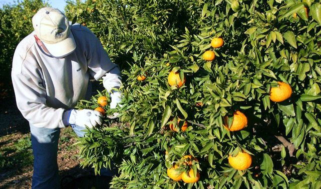 agricultor-recoge-naranjas-huerto_ecdima20141209_0003_26.jpg