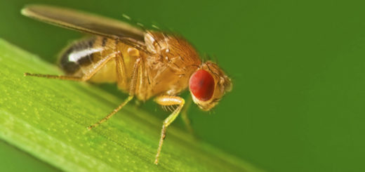 drosophila_melanogaster.jpg