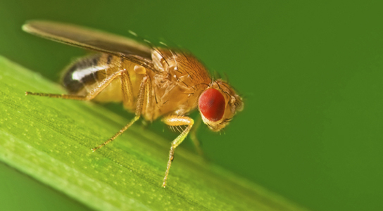 drosophila_melanogaster.jpg