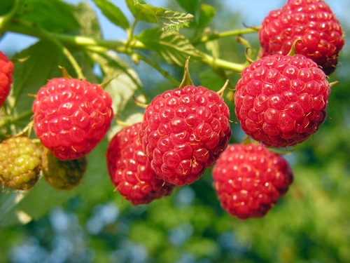 framboises.jpg