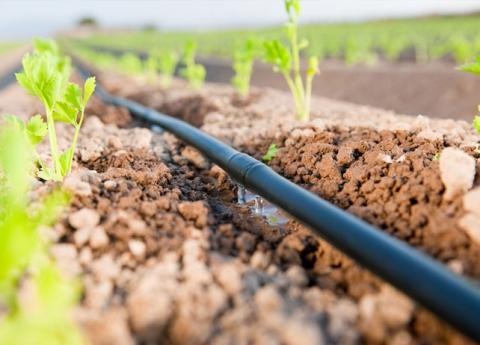 irrigation_goutte_a_goutte.jpg