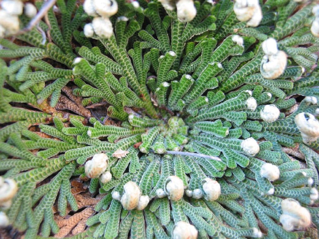 lrselaginella_lepidophylla.jpg