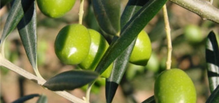 olives-tunisie.jpg