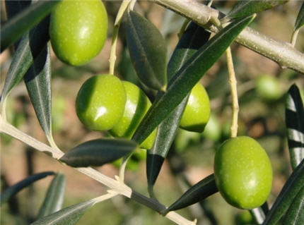 olives-tunisie.jpg